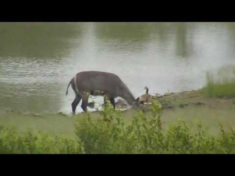 Djuma: Waterbuck female - 02/05/19