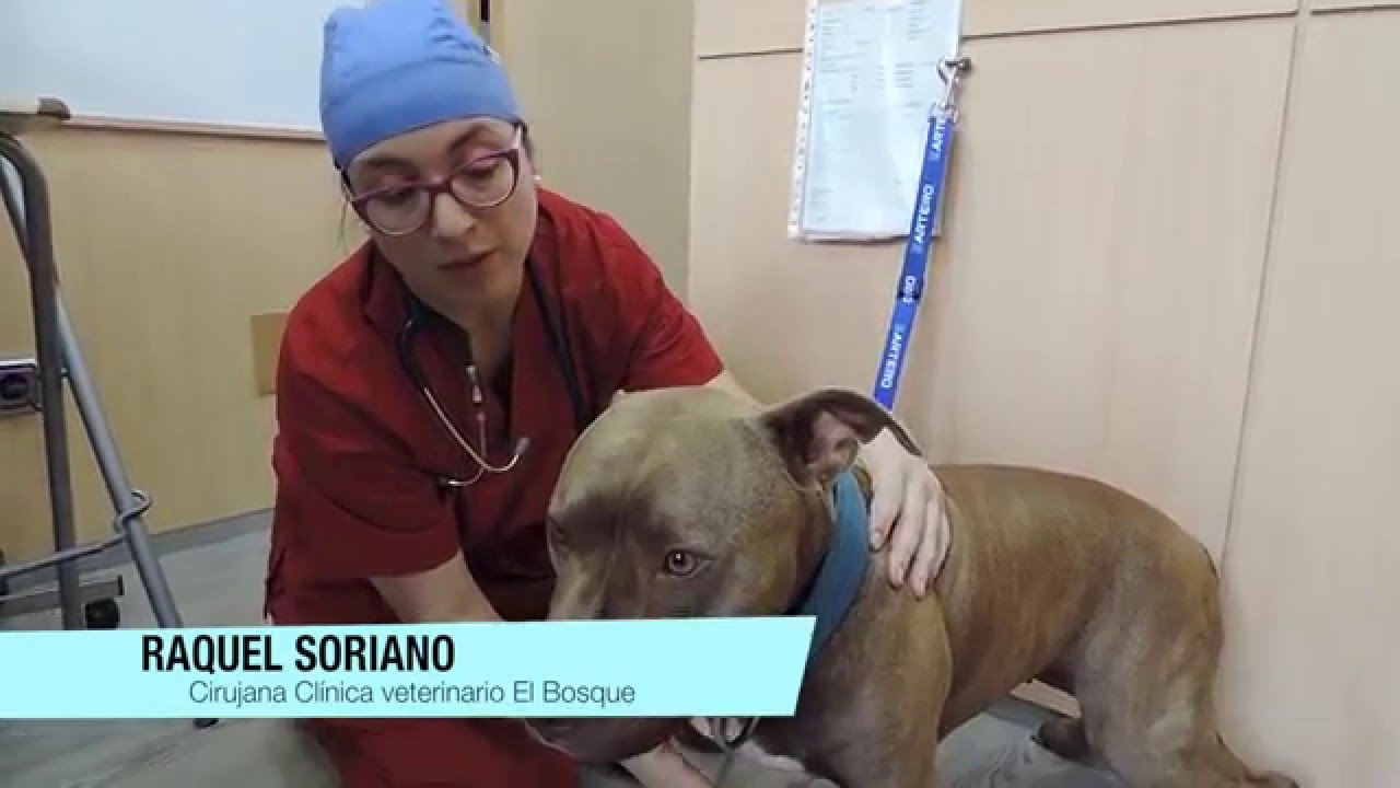CAP6 VETERINARIO ONLINE. Mi perrita tiene piómetra. Infección de útero.