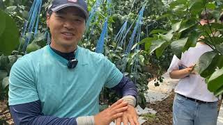 황금향 체험농장 홈런농장   20200720