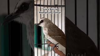 Download lagu Trucuk Betina memanggil jantan ikut bunyi #trucukan #trucukbetinamemanggiljantan #ropeltrucukan #fyp mp3