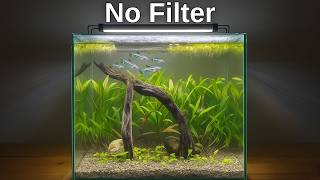 How to Set Up a No Filter Natural Planted Tank with Soil Substrate | Low Tech, No Co2, Dirted Tank