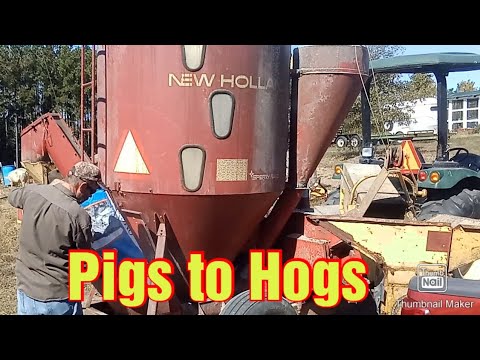 Turning Pigs into Hogs Mixing Feed