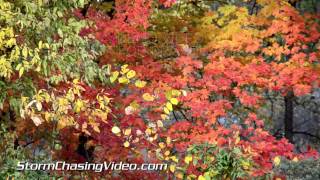 preview picture of video '11/8/2013 Williamson County, IL Final Fall Colors'