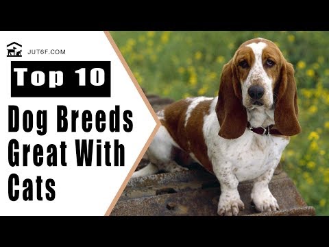 Dogs That Are Good With Cats - Top 10 Dog Breeds That Get Along Great With Cats