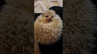 Hedgehog Animals Videos