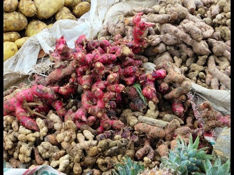 Perempuan minum patogen Menurunkan potensi obat