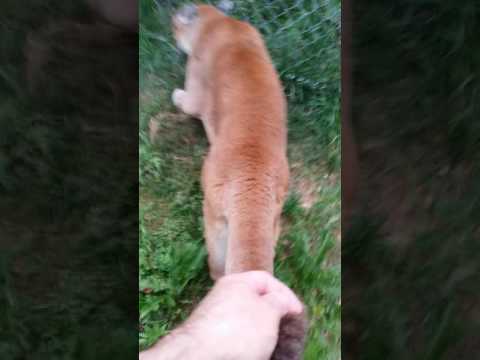 How to walk your Puma - part 1