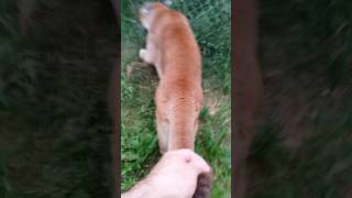 How to walk your Puma - part 1