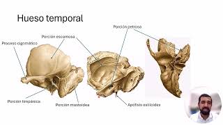 Anatomía y fisiología del sistema vestibular