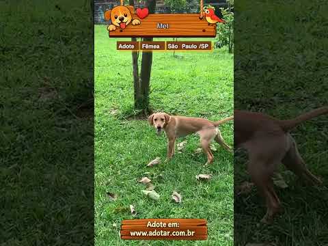 Vídeo de Mel 