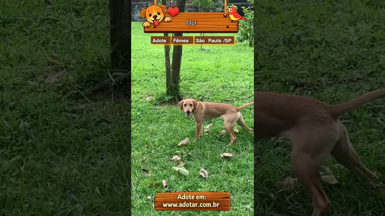 Cachorro raça SRD-ViraLata idade 2 a 6 meses nome Mel 