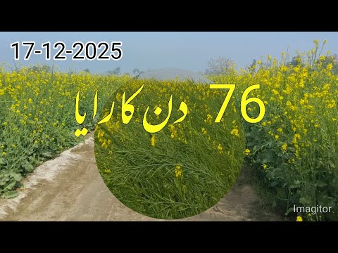 Tipu Sultan Raya 76 Days Old | Heavy Pod Formation & Flowers | Mustard Crop Update | Agri Me