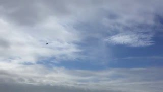 Flying Kites (bird), Hiratsuka - 16.5.10
