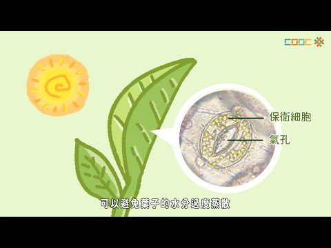 自然形態