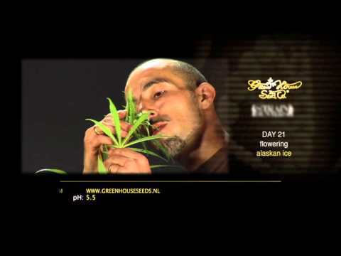 download lagu mp3 mp4 Green House Seeds Alaskan Ice, download lagu Green House Seeds Alaskan Ice gratis, unduh video klip Green House Seeds Alaskan Ice