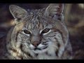 Big Cats