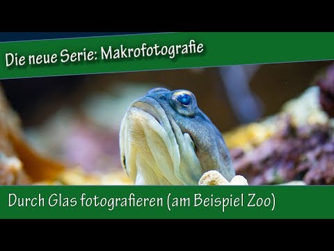 Makrofotografie: 29. Durch Glas fotografieren (am Beispiel Zoo)