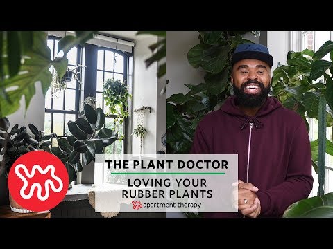 Loving Your Rubber Plant | The Plant Doctor Video
