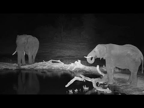 Djuma: Two Elephant bulls at the pan - 21:44 - 06/08/19