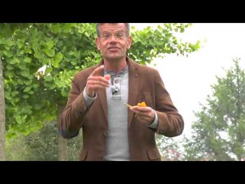 Ginkgos für den edlen Topfgarten