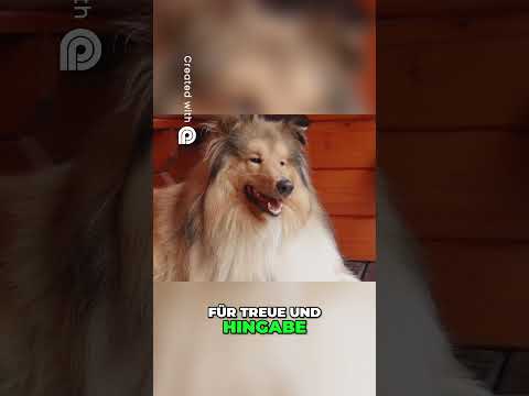 Platz 4: Der Collie 🐕❤️ | Treuer Beschützer mit großem Herz!  #hunderassen #hund #hundeblick #dog