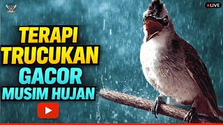 Download lagu đŸ”´PANCINGAN TRUCUKAN SUSAH BUNYI!! TRUCUKAN GACOR ROPEL PANJANG BIKIN TRUCUK MANA PUN CEPAT BUNYI mp3 Download lagu đŸ”´PANCINGAN TRUCUKAN SUSAH BUNYI!! TRUCUKAN GACOR ROPEL PANJANG BIKIN TRUCUK MANA PUN CEPAT BUNYI mp3