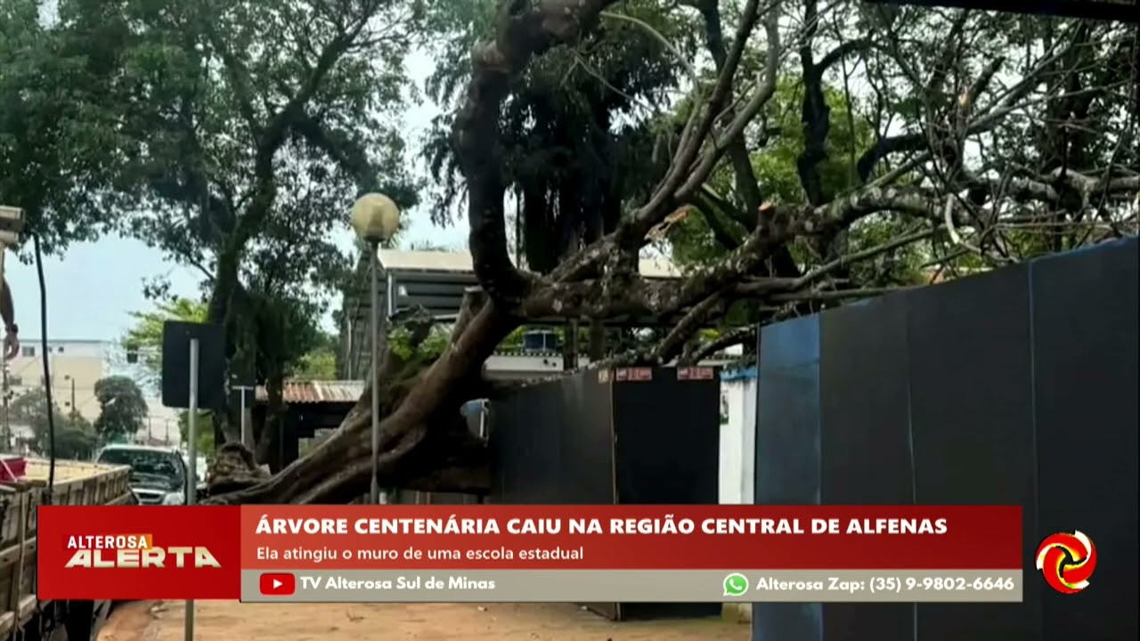 Árvore centenária cai em Alfenas