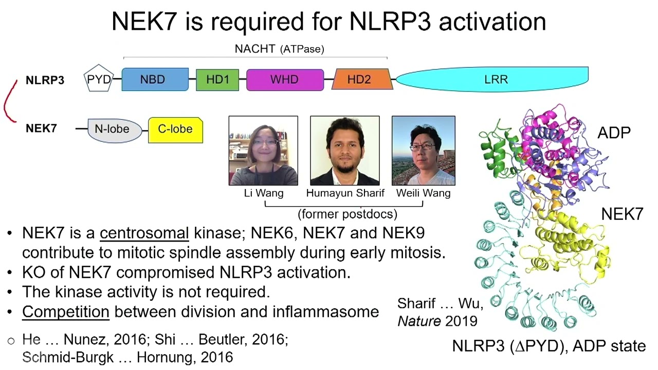 Inflammasomes at the Crossroads of Basic Science and Therapeutic Intervention