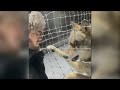 Winter Wolf Syndrome Seasonal Behaviour From A Male Russian Wolf With Winter Breeding Aggression