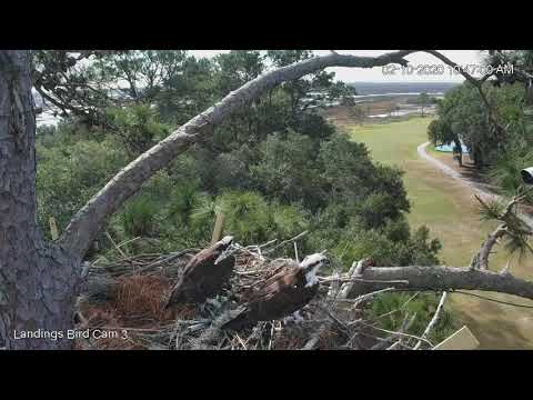 Osprey Pair Shares Time Together At Savannah Nest As Activity Ramps Up – Feb 10, 2020