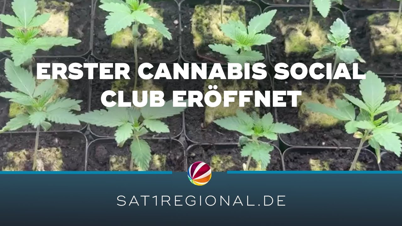 Bundesweit erster Cannabis Social Club eröffnet
