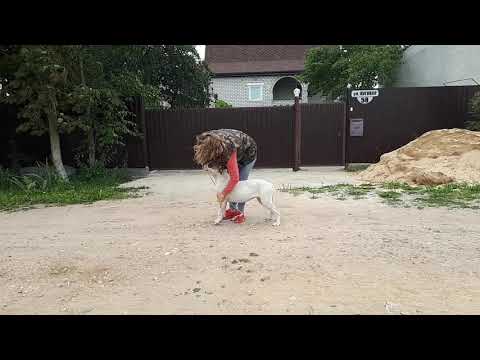 Carpen Diaz Yamina 8 months old