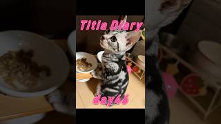 Titia Diary13「仔猫お迎えしました」【day45to48】 #アメリカンショートヘアー #シルバータビー #shorts