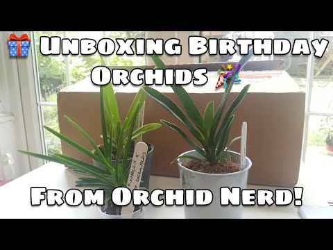 Unboxing Birthday Orchids from Orchid Nerd! 🎁💗