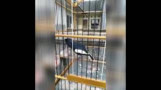 Download lagu Kacer Nembak Isian Gereja Tarung mp3