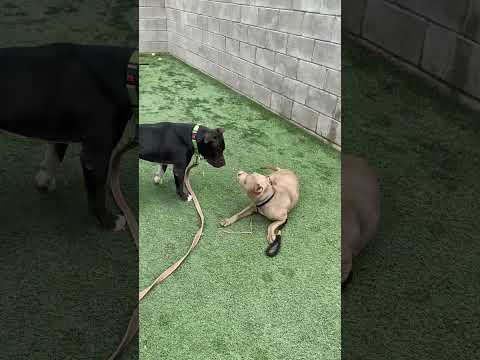 Larry, Leo, Chanel, Bill, Kay, Tank, Bulma