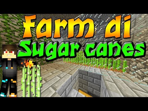 Minecraft ITA ep 9 - Farm di sugar Canes Full automatica