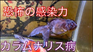 《金魚》カラムナリス病の対応　前編