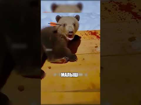 Евгений спас медвежонка ИЗ ЛЕДЯНОЙ ВОДЫ😱❄️🐻