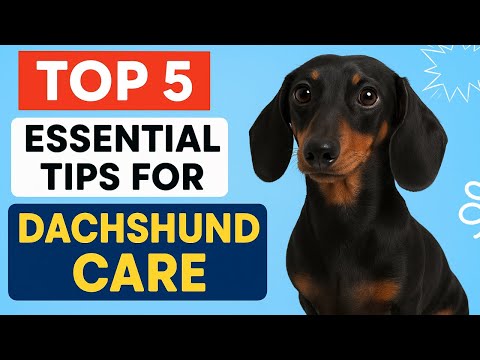 Top 5 Essential Tips for Dachshund Care | Keep Your Dachshund Happy & Healthy