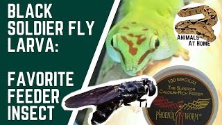 Day Gecko Hunting Flies! | Favorite Feeder Insect