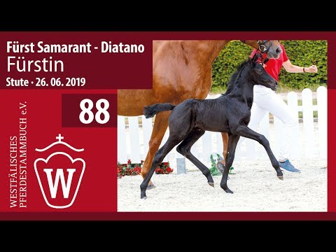 88 Fürstin Stute v. Fürst Samarant - Diatano