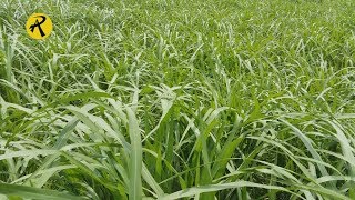 কি ভাবে নেপিয়া ঘাস চাষ করবেন