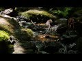 Steady Heart Lyric Video - Steffany Gretzinger ...