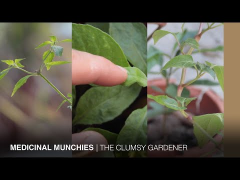 Cat whiskers, four o’clock flower, and longevity spinach | THE CLUMSY GARDENER