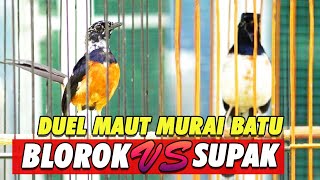 Download lagu EDAANN‼️ DUEL MAUT MURAI BATU SUPAK VS  BLOROK GACOR FULL BONGKAR ISIAN | D'FASYA BF mp3