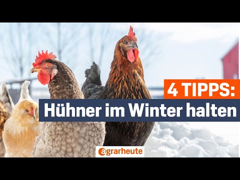 Hühner im Winter halten – die richtige Haltung bei Schnee und Kälte