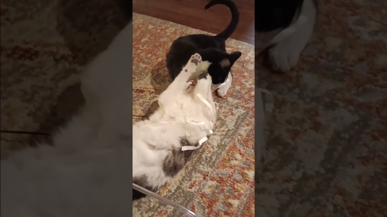 Enlarge Kosher, a Adoptable mixed breed in Woodbury, NJ video 6/6