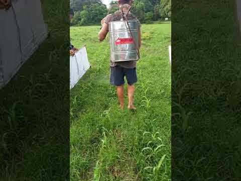 Applying Round up (Herbicide) in Corn Seed Production..