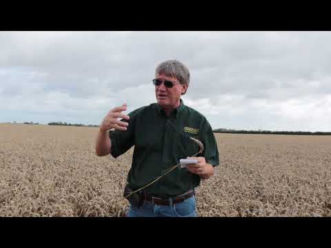 Needham Ag - High Yield Wheat Management – European Style